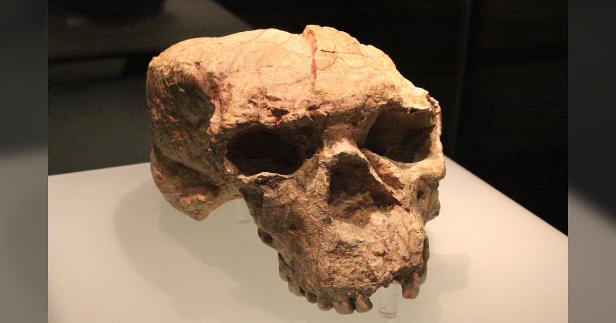A 1-Million-Year-Old Skull Reveals the Origins of Modern Human Ancestors