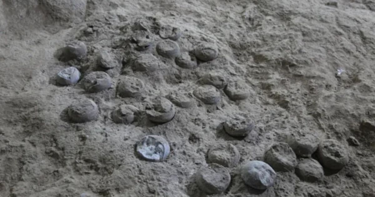 Chinese Scientists Use Lasers to Date Dinosaur Eggs